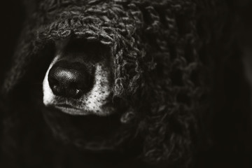 a funny  dog in a scarf on his head. She hid from the cold and only her nose is visible. Studio photography.