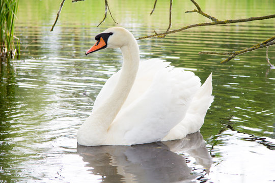 a white swan swims on a lake