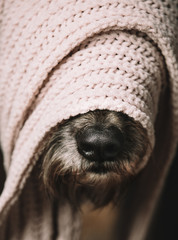 a funny bearded dog in a scarf on his head. She hid from the cold and only her nose is visible....