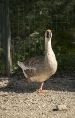 The goose is standing on one leg in the yard.
