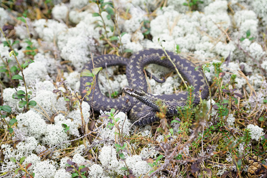 Siberian viper in the wild