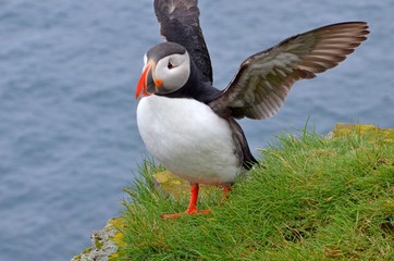 Iceland Puffins