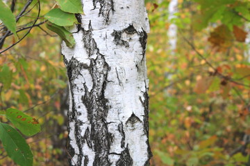 Beautiful birch in forest in early autumn