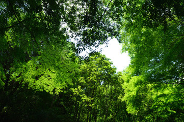 Obraz premium 森の中で見上げる空