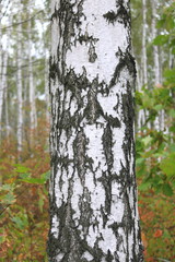 Beautiful birch in forest in early autumn