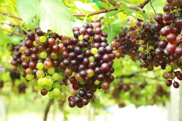 Fresh grapes in the vineyard with nature
