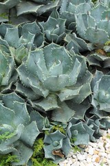 Beautiful the cactus in garden with nature