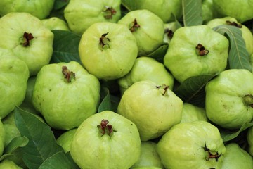 Guava fruit is delicious in the market