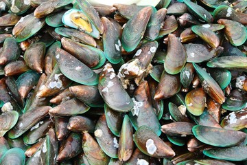 Fresh mussel for cooking in the market