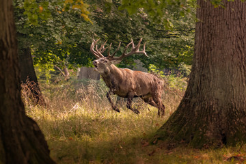 Red Deer Stags (Cervus elaphus) 