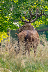 Red Deer Stags (Cervus elaphus) 