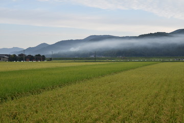 日本の田園風景