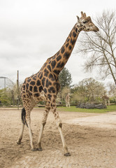 Tall Elegant Creature