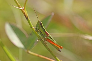 Small Gold Grasshopper (Euthystira brachyptera)