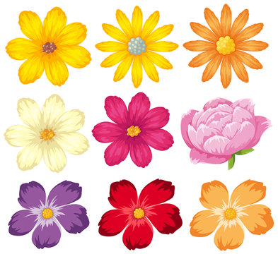 Different kinds of colorful flowers