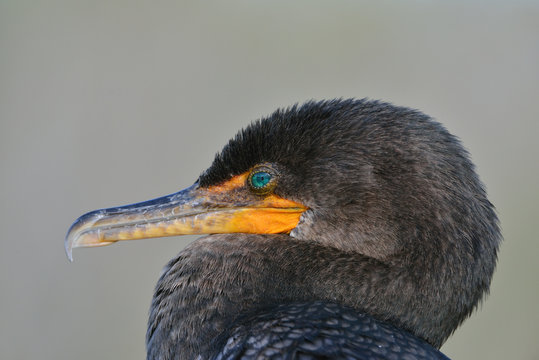 Portrait of a Double-crested-Cormorant