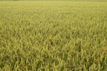日本の田園風景