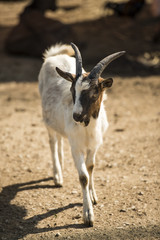 A beautiful white goat walks the yard.