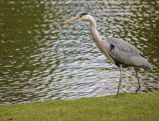 Fototapeta premium Heron Hunting in Vondel Park, Amsterdam