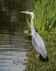 Heron Portrait