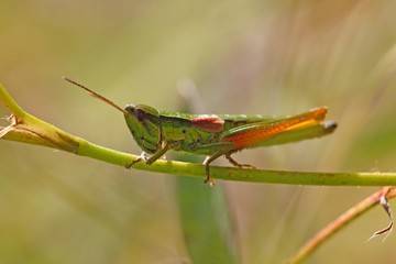 Small Gold Grasshopper (Euthystira brachyptera)