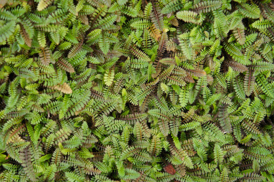 Cotula leptinella potentillina many plant green background