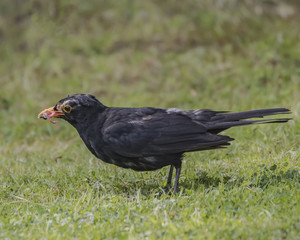 Juvenile Male Blackbird with Grub I