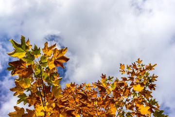 Colorful autumn leaves