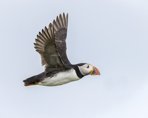 Puffin in flight