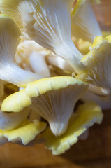 fresh yellow oyster mushrooms on a bamboo Board