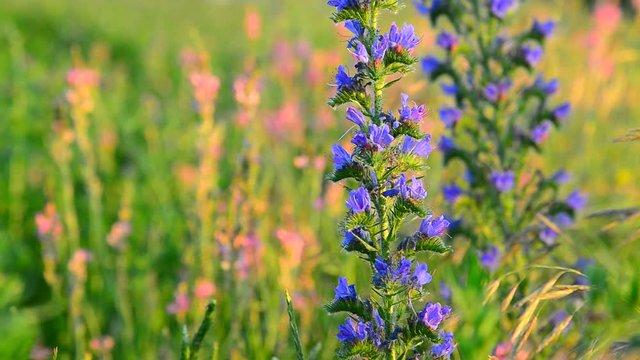 Blue meadow flower close-up in sunset light, Russia