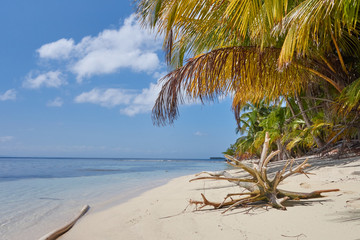 Sandstrand mit Palmen auf einer Insel vor Panama