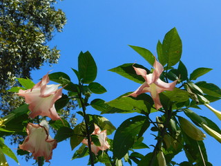 Pink Angel Trumpet Flowers aka Datura plant 