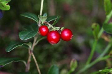 Berries of a wild lingonberry