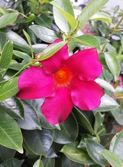 Beautiful mandevilla flower in Florida nature, closeup