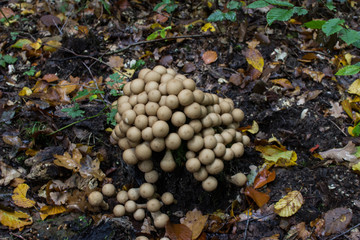 Pilze im Wald