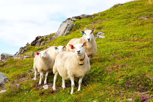 Flock of Lofoten sheep on hills of mountains, Norway