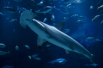 Fototapeta premium アカシュモクザメ