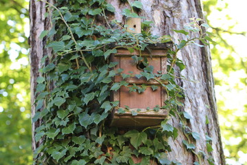 Nistkasten/ Vogelhaus am Baum mit Efeu