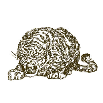 Tiger. Sketch. Vector illustration.