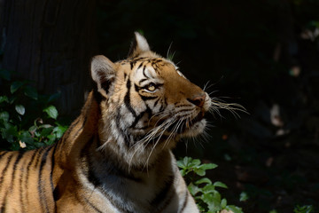 Beautiful portrait of bengal tiger in forest.