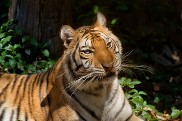 Beautiful portrait of bengal tiger in forest.