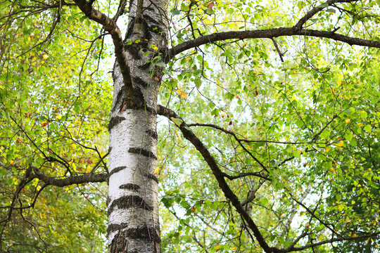 Beautiful birch in forest in early autumn