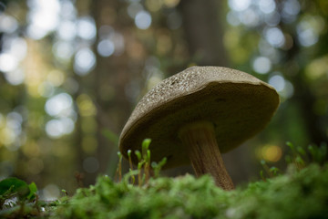 Single small brown mushroom on mossy wooden log