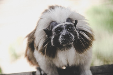 Naklejka premium Singe portrait