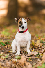 Jack Russel terrier walking in the park in autumn