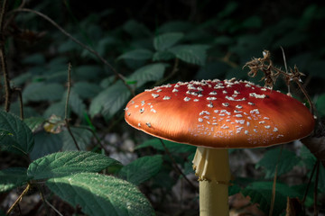 Single red mushroom in the forest. Toadstool mushroom