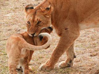 Fototapeta na wymiar Close up of a mother lioness holding her cub with her mouth by the neck