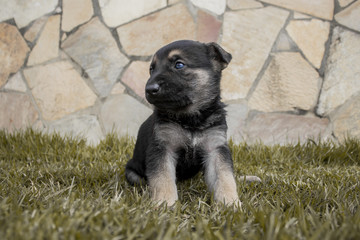 Filhote de Pastor Alemão © RafaelAugusto