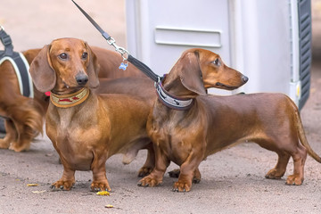 Typical Dachshund Close-up
